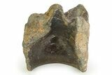 Ankylosaurian (Polacanthus) Vertebra - Isle of Wight, England #351244-3